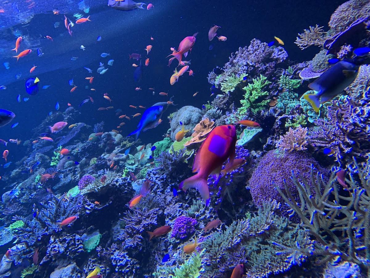 Phillip and Patricia Frost Museum of Science — photo 2
